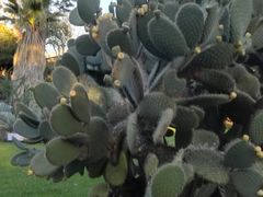 -墨尔本皇家植物园