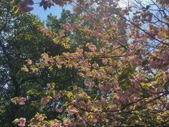 -武汉大学-樱园