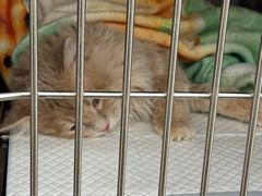 -宠福鑫康馨动物医院·骨科·眼科