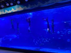 -烟台海昌鲸鲨海洋公园