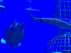 -芜湖新华联大白鲸海洋公园