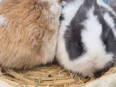 -哈尔滨道外花鸟鱼市场