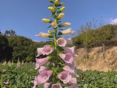 -广州市流溪河国家森林公园