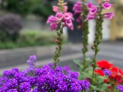 -颐和路民国时期公馆风貌区
