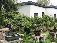 -盆景园(扬州大运河文化旅游度假区)