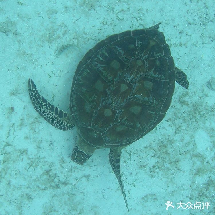 啊罗那海滩并不大，走15分钟就逛完了，沙滩不够细