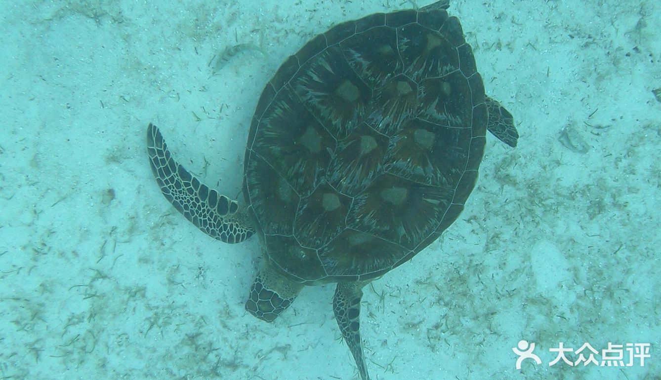 啊罗那海滩并不大,走15分钟就逛完了,沙滩不够细