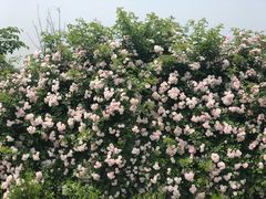 -大塘金香草谷