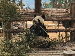 -西霞口神雕山野生动物世界