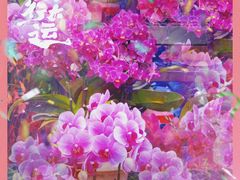 -越秀西湖花市(广州城市广场花卉店)
