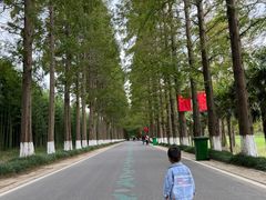 -黄海国家森林公园