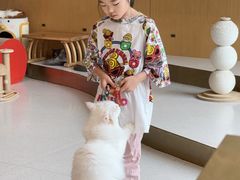 -飞行喵MR PILOT|猫舍·猫咖(静安大融城店)