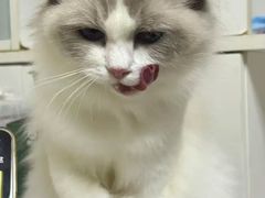 -瑞派天宁宠物医院·猫科·异宠中心