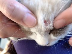 -瑞派·关忠动物医院·异宠专科·犬猫肿瘤·皮肤专科(望京店)