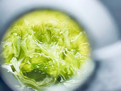 -introlemons(北京西单更新场店)