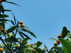 -塘栖枇杷特色园区