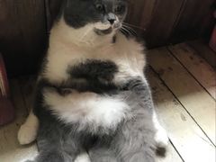 -壹六猫窝(谷德店)