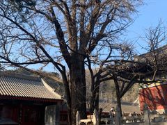 -红螺寺