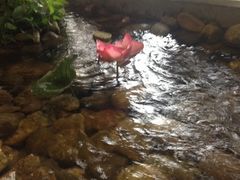 iphone_upload_pic-山有花啡餐厅(常营总店)
