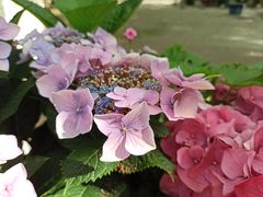 -共青国家森林公园-售票处