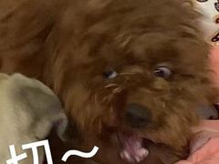 -汕尾巴黎半岛酒店