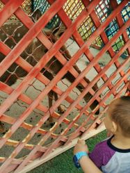 -萌宠亲子动物乐园(槐房万达店)