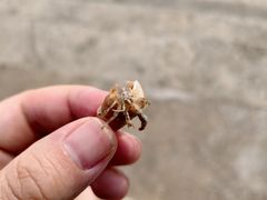 -万尾金滩