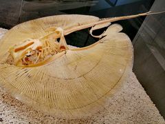 -贝林大翅鲸简餐厅(国家海洋博物馆店)