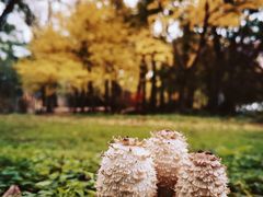 -上海共青森林公园