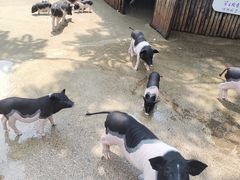 -保定市动物园