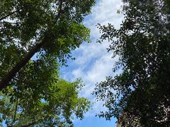 -深圳仙湖植物园
