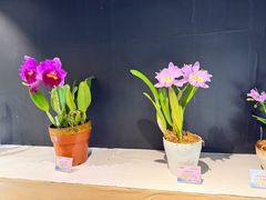 -北京植物园-展览温室