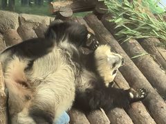 -青藏高原野生动物园