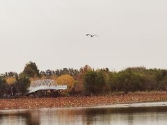 -大兴滨河森林公园