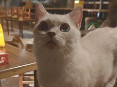 -猫猫幼稚园·撸猫·桌游·电玩