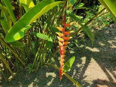 -中国科学院西双版纳热带植物园