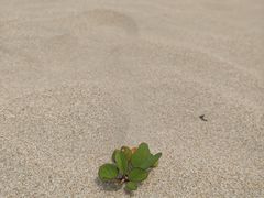 -东郊椰林