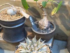 -自由生长植物工作室(深港花卉中心店)