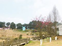 -铁山坪森林公园