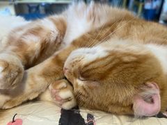 -平行世界·猫咖(首经贸店)