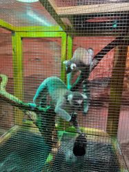 点击看大图 -Zoolung Zoolung动物主题公园(海信广场店)