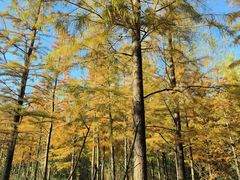 -昆山城市生态森林公园