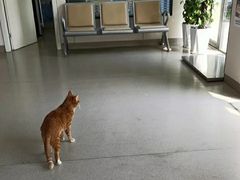 -凯瑞希宠物医院·狂犬免疫·微创·皮肤科