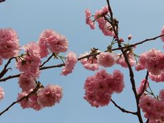 -天适樱花悠乐园