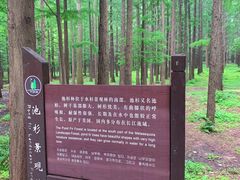 -日照海滨国家森林公园
