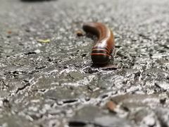 -峨眉山报国寺