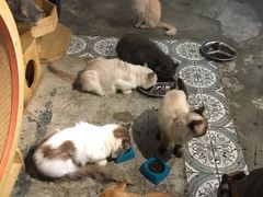 -more than meow吴止猫主题餐厅(承德 中船汇店)