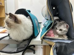 -中农大我爱我爱动物医院·核磁CT·猫病·24小时夜诊中心(石佛营店)