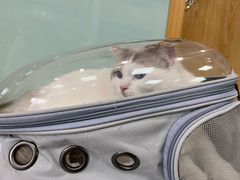 -中农大我爱我爱动物医院·核磁CT·猫病·24小时夜诊中心(石佛营店)