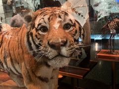 -美国自然历史博物馆